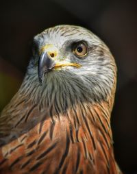 Close-up portrait of eagle