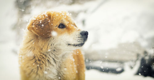 Close-up of a dog looking away