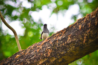 Close-up of bird perching on branch