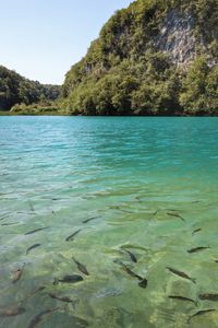 View of fish in sea