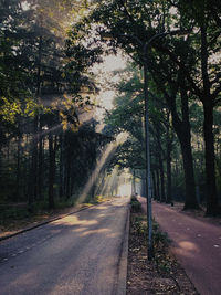 Road amidst trees in city