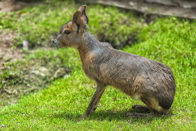 Side view of deer on field