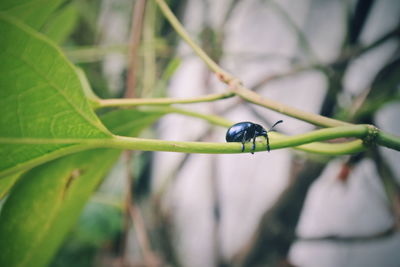 Close-up of insect on leaf