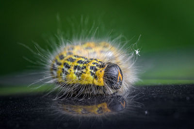 Macro shot of caterpillar on leaf