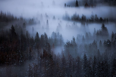 High angle view of trees in forest during foggy weather