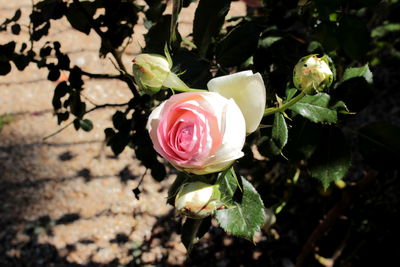 Close-up of pink rose