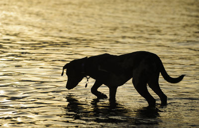 Silhouette catahoula leopard dog in lake