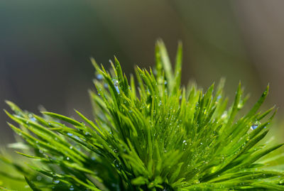 Close-up of wet pine tree