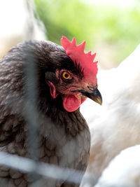 Close-up of a bird