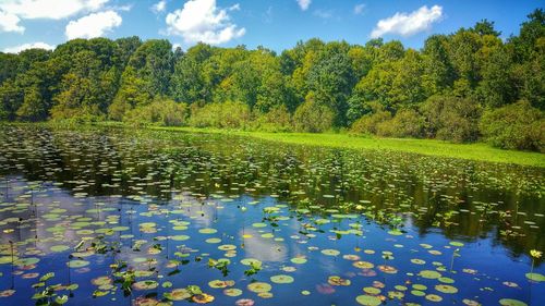 Scenic view of lake and trees against sky