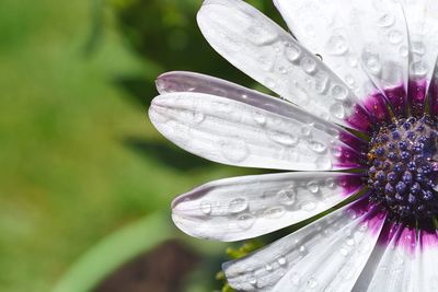 Extreme close-up of flower with water droplets