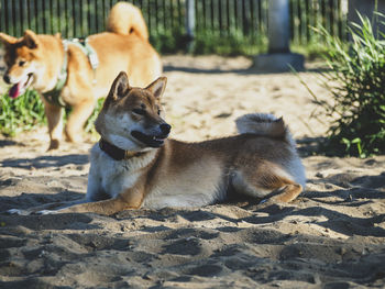 Portrait of dog standing at beach