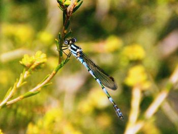 Close-up of insect