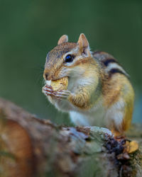 Close-up of squirrel