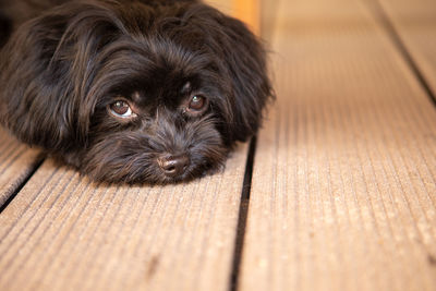 A cute little black bolonka zwetna dog looks sadly into the camera