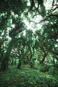 Trees in forest