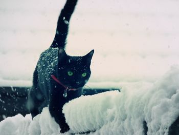 Portrait of a cat on snow