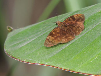 Close-up of butterfly perching on leaf