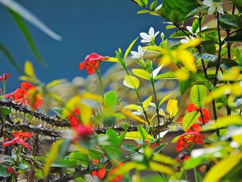 Close-up of red flowers blooming outdoors