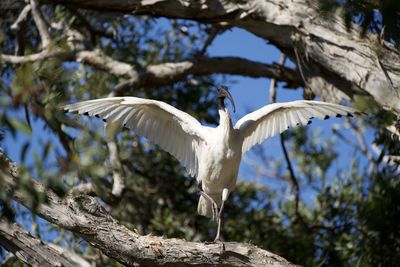 Low angle view of bird flying