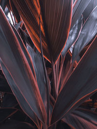 Full frame shot of plant, red hanjuang plants in the afternoon look more cool to the eyes.