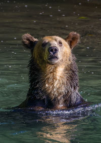 Grizzly bear looking