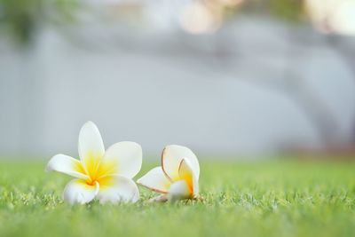 Close-up of white crocus flower on field