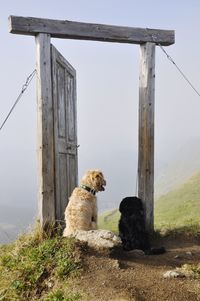 Rear view of dogs sitting on doorway at hill against sky