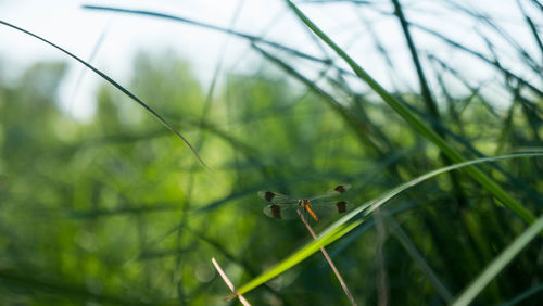 Close-up of insect on grass