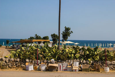 Trees on beach against clear blue sky