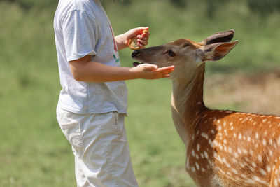 A girl feeding cute spotted deer bambi at petting zoo. baby fawn deer playing with people 
