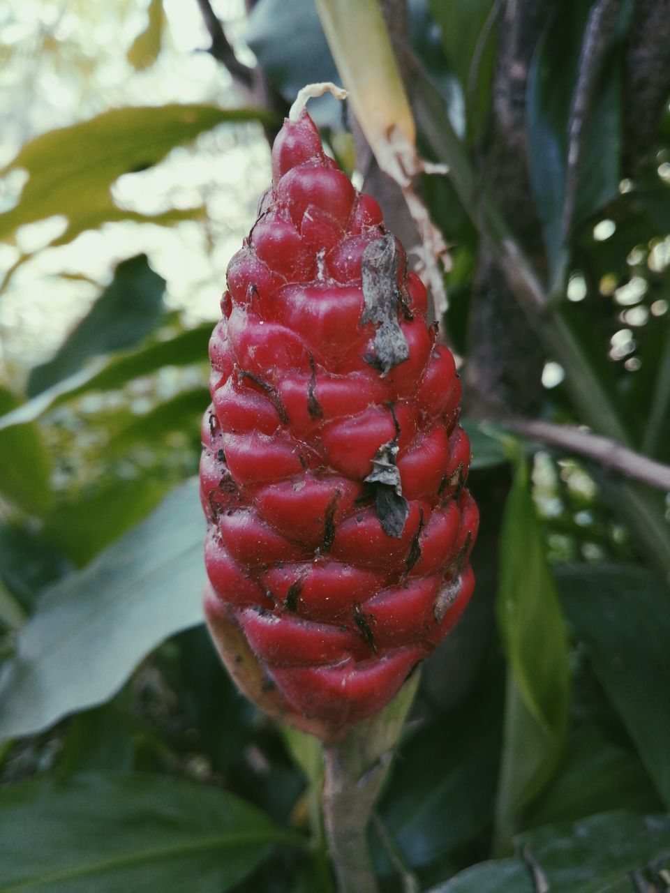 CLOSE-UP OF STRAWBERRY