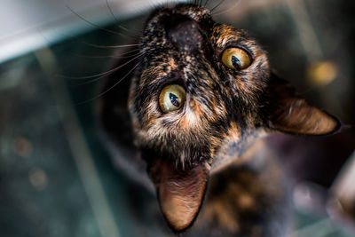 Close-up of a cat