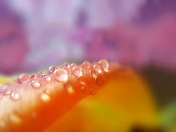 Macro shot of water drops on flower