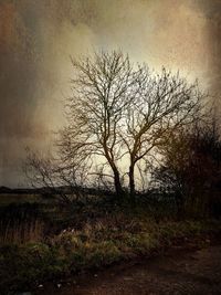 Silhouette bare tree on field against sky