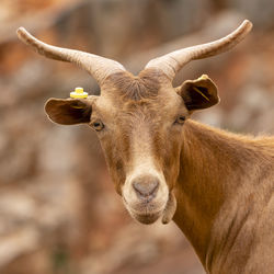 Goats on the greek island skopelos where the 'mama mia' movie was filed.