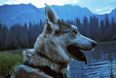 Close-up of dog looking alert