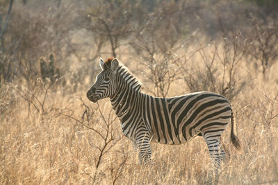 A zebra in the african bush