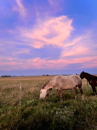 Horse grazing on field against sky