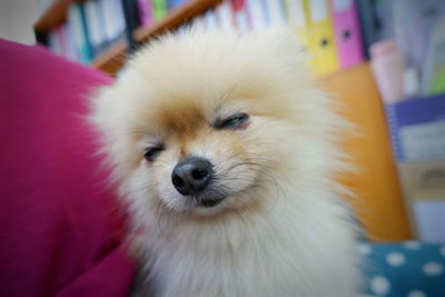 Close-up portrait of dog at home