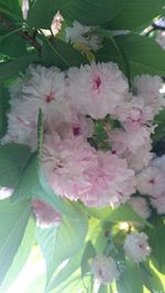 Close-up of pink flowers