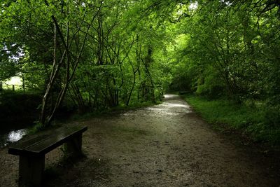 Walkway amidst trees in forest