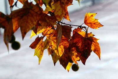 Low angle view of maple leaves against sky