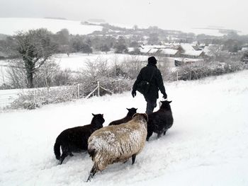 Rear view of mature man with sheep walking on snow covered field