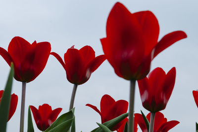 Close-up of red tulips