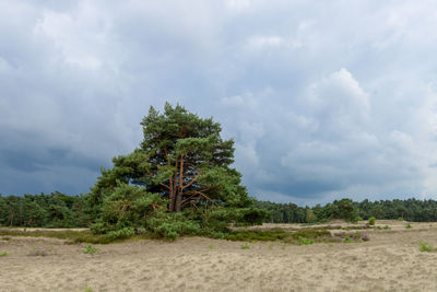 Trees on field against sky