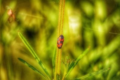 Close-up of ladybug on grass