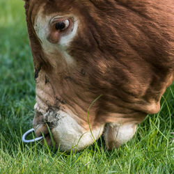 Close up of a bull's head