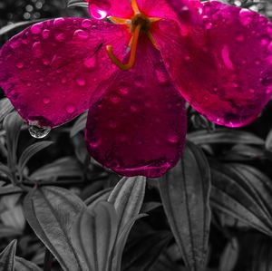 Close-up of wet pink flower