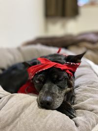 Dog relaxing on bed at home